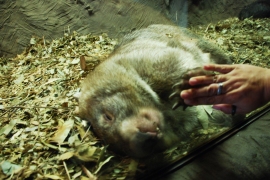 Sleeping Wombat High Five